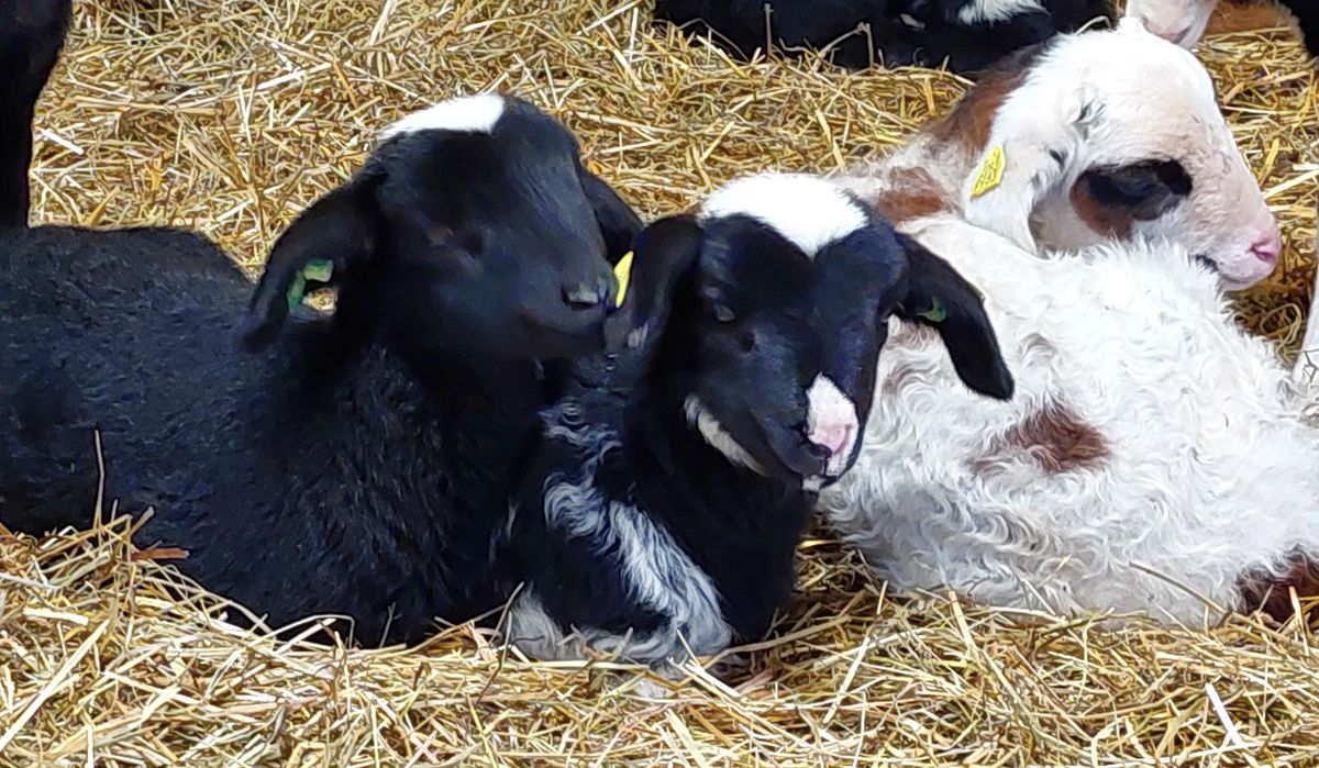 Unsere Schaf-Familie hat Nachwuchs